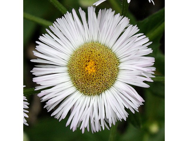 Erigeron philadelphicus (Philadelphia fleabane) #31390