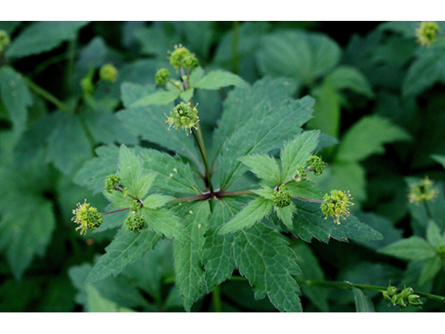 Sanicula odorata (Clustered blacksnakeroot) #31394