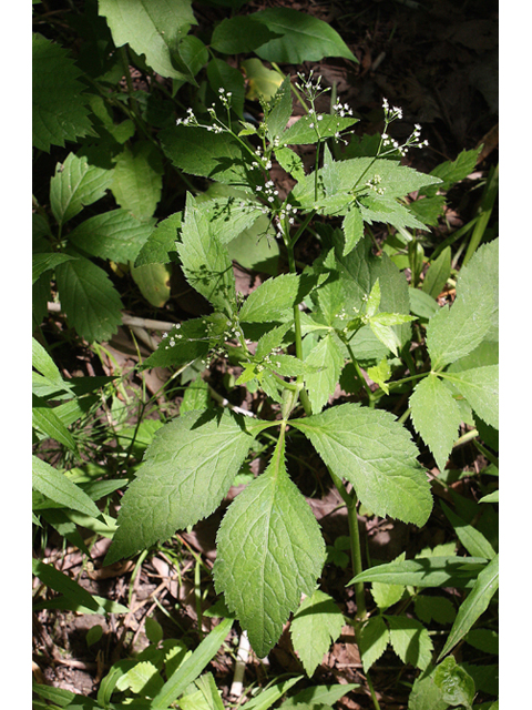 Cryptotaenia canadensis (Canadian honewort) #31398