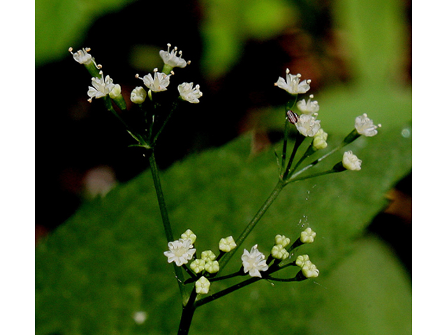 Cryptotaenia canadensis (Canadian honewort) #31399