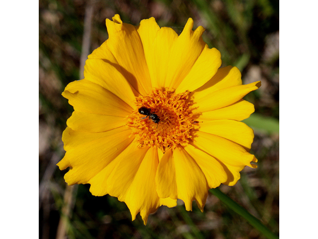 Coreopsis lanceolata (Lanceleaf coreopsis) #31400