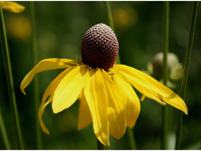 Ratibida pinnata (Grayhead coneflower) #31417