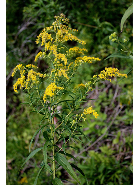 Solidago gigantea (Giant goldenrod) #31450