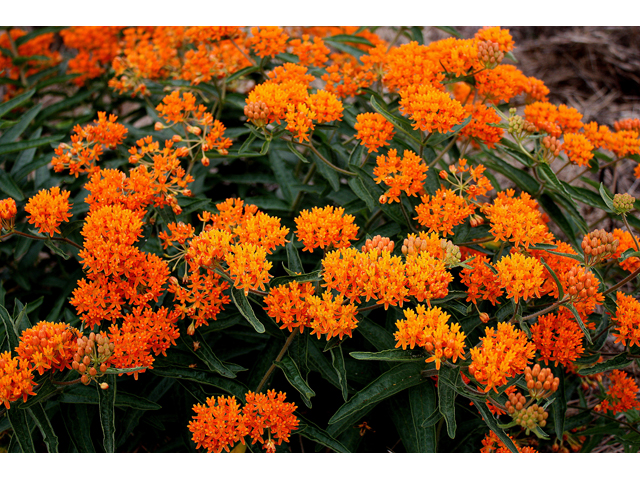 Asclepias tuberosa (Butterflyweed) #31458