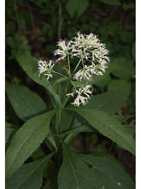 Eutrochium purpureum (Purple joepyeweed) #31491