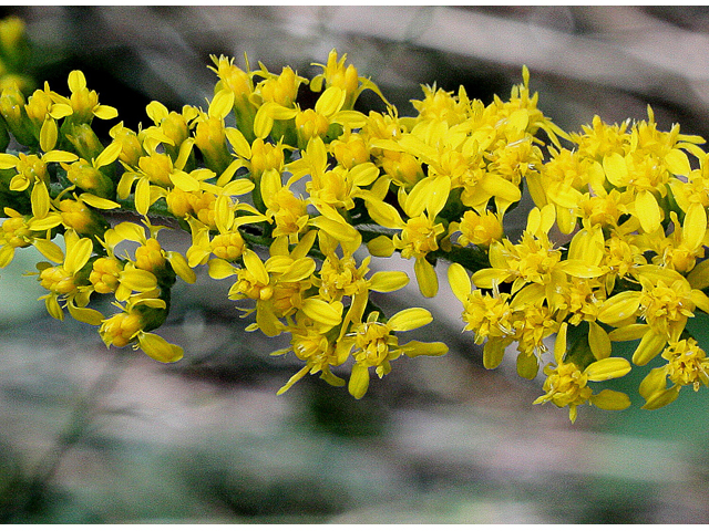 Solidago ulmifolia (Elmleaf goldenrod) #31501