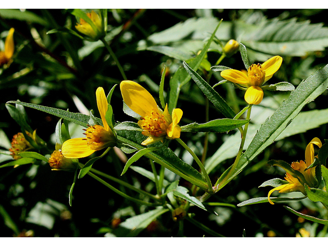 Bidens connata (Purplestem beggarticks) #31517