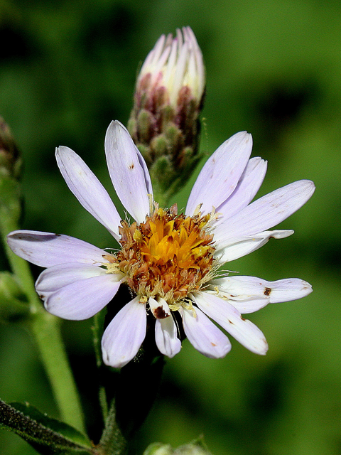 Eurybia macrophylla (Bigleaf aster) #31522