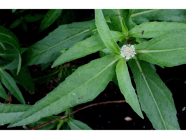 Eclipta prostrata (Pie plant) #31527