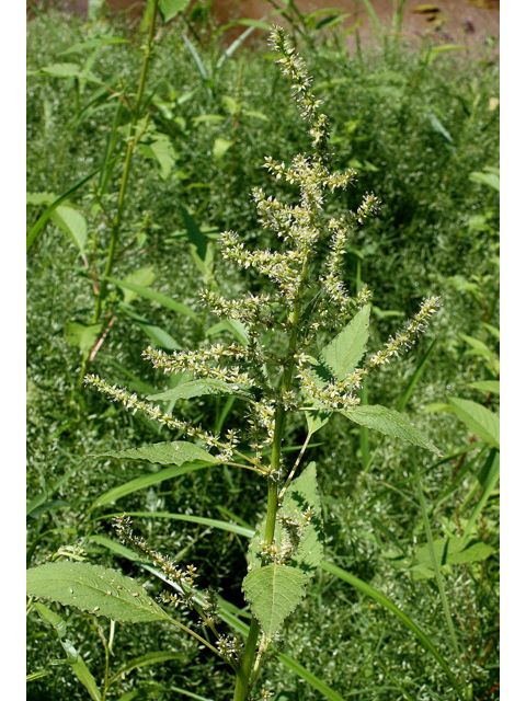 Amaranthus tuberculatus (Roughfruit amaranth) #31530