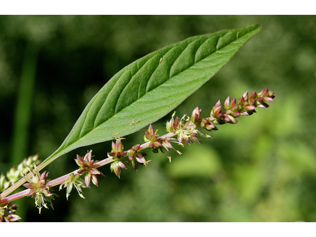 Amaranthus tuberculatus (Roughfruit amaranth) #31531