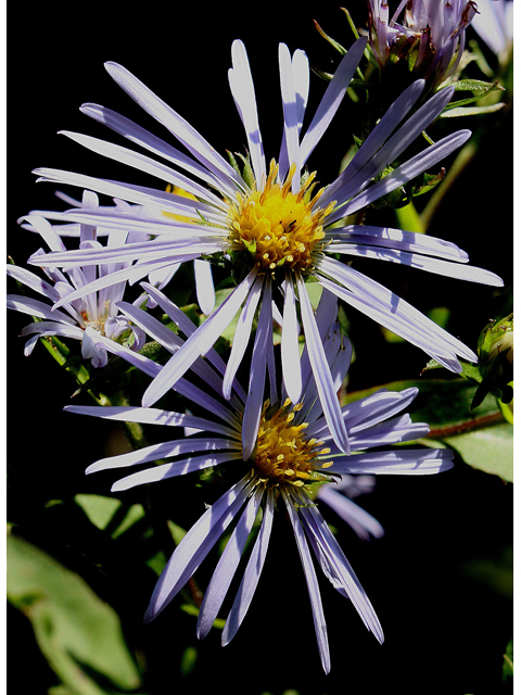 Symphyotrichum puniceum (Purplestem aster) #31549