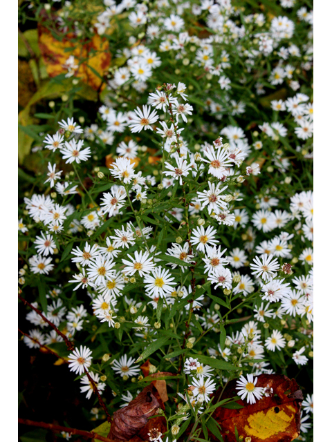 Symphyotrichum lanceolatum (Whitepanicle aster) #31561