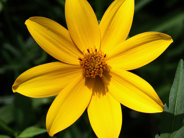 Bidens coronata (Crowned beggarticks) #31593