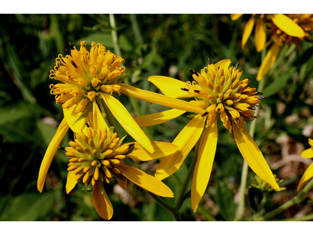 Verbesina alternifolia (Wingstem) #31595