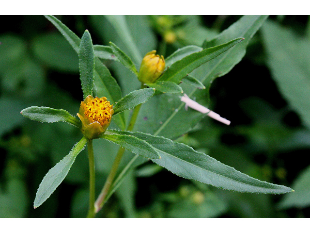 Bidens connata (Purplestem beggarticks) #31598