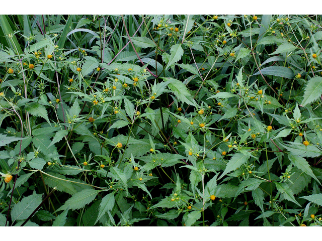 Bidens connata (Purplestem beggarticks) #31599