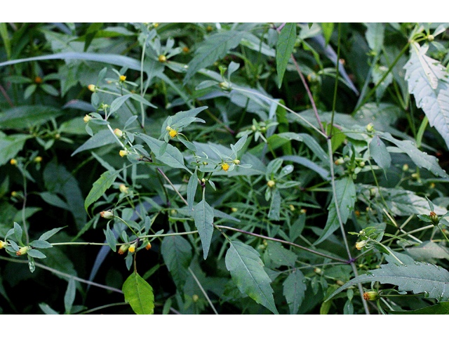 Bidens discoidea (Small beggarticks) #31600