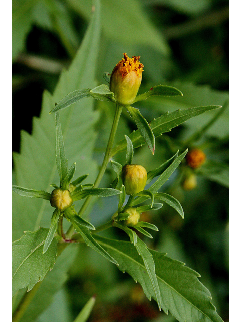 Bidens connata (Purplestem beggarticks) #31605