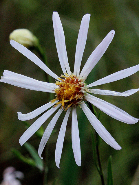 Symphyotrichum boreale (Northern bog aster) #31614