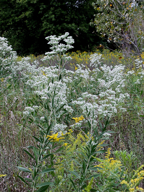 Eupatorium altissimum (Tall thoroughwort) #31615