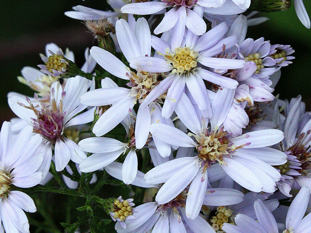 Symphyotrichum cordifolium (Broad-leaved aster) #31621