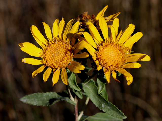 Grindelia squarrosa (Curlycup gumweed) #31623