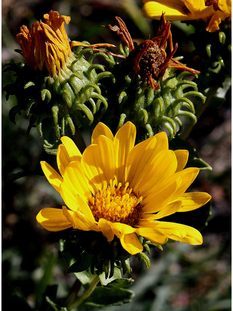 Grindelia squarrosa (Curlycup gumweed) #31624