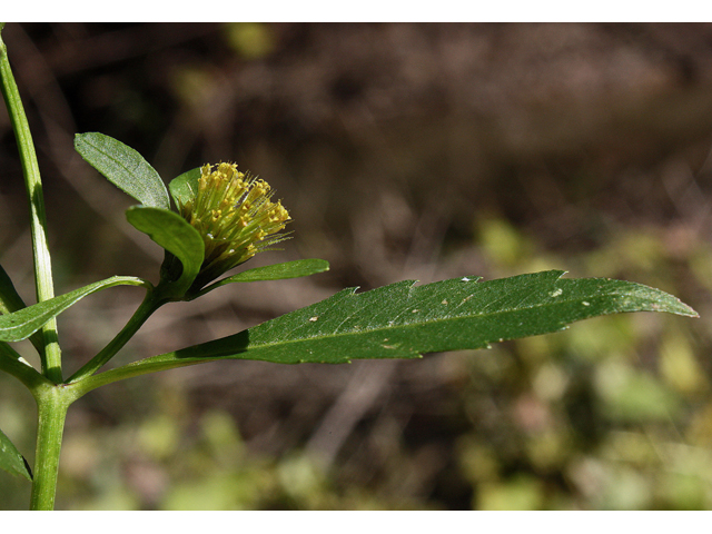 Bidens tripartita (Threelobe beggarticks) #31633