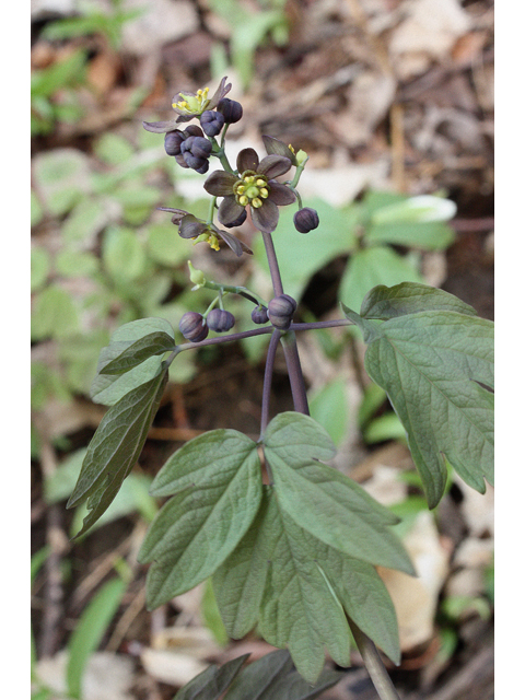 Caulophyllum giganteum (Giant blue cohosh) #31646