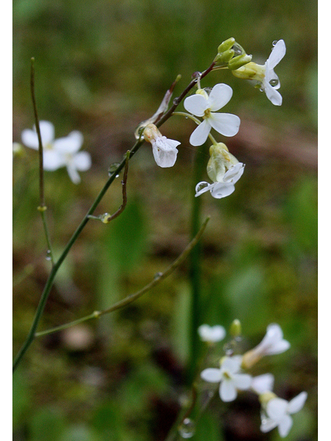 Arabis lyrata (Lyrate rockcress) #31654