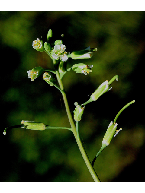 Arabis laevigata var. laevigata (Smooth rockcress) #31661