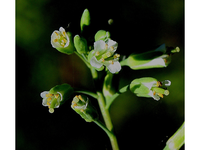 Arabis laevigata var. laevigata (Smooth rockcress) #31662