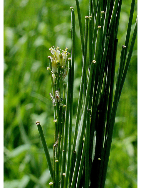 Arabis glabra (Tower rockcress) #31674