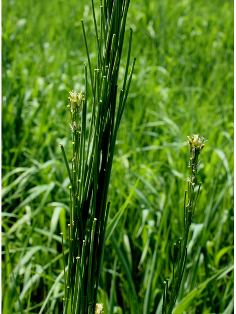 Arabis glabra (Tower rockcress) #31675