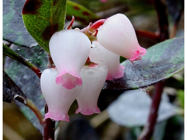 Arctostaphylos uva-ursi (Kinnikinnick) #31677