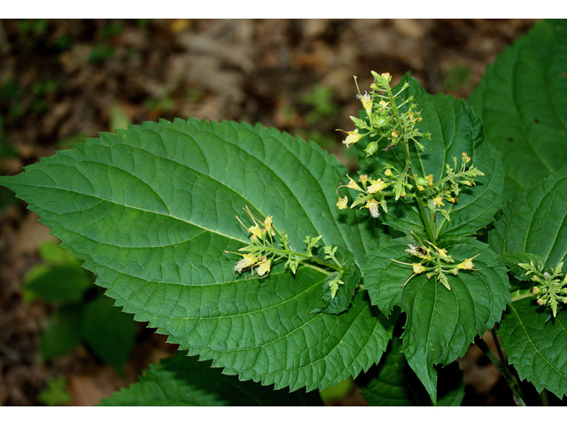 Collinsonia canadensis (Richweed) #31716