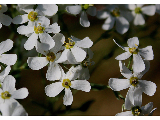 Euphorbia corollata (Flowering spurge) #31727