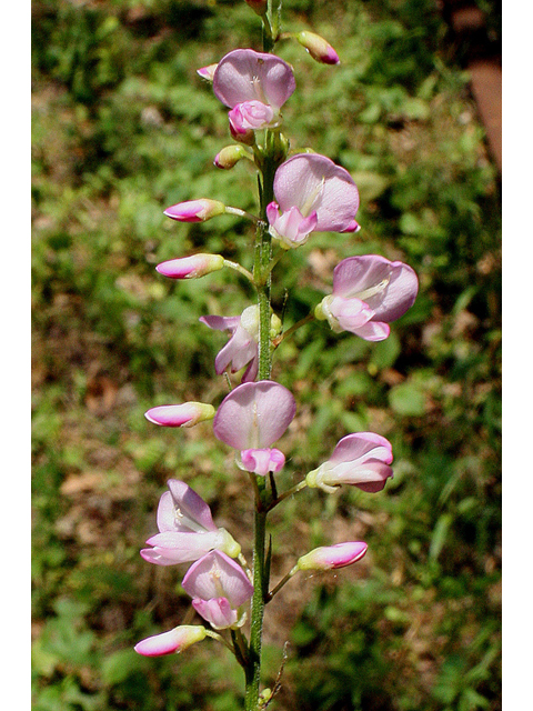 Desmodium glutinosum (Pointedleaf ticktrefoil) #31747