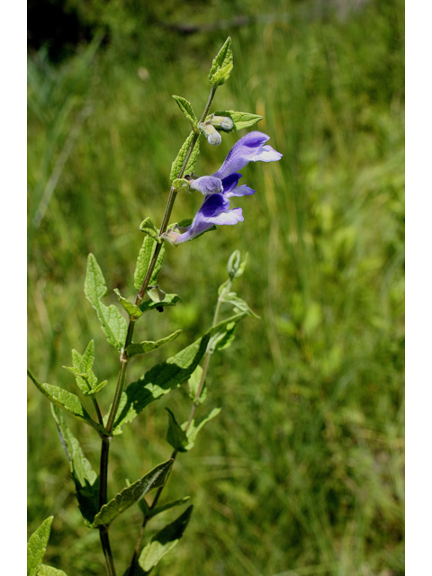 Scutellaria galericulata (Marsh skullcap) #31749