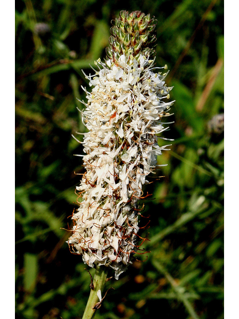 Dalea candida (White prairie clover) #31756