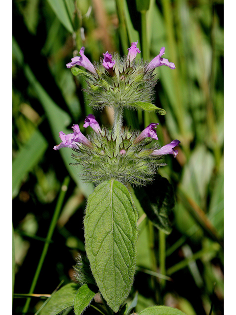 Clinopodium vulgare (Wild basil) #31765