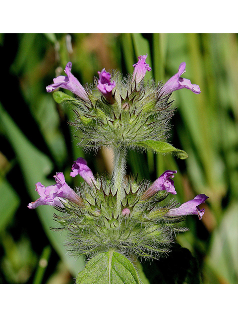 Clinopodium vulgare (Wild basil) #31766