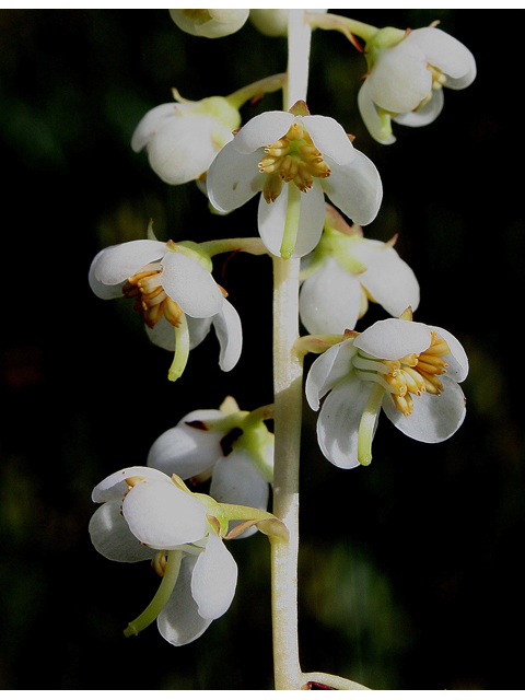 Pyrola americana (American wintergreen) #31772