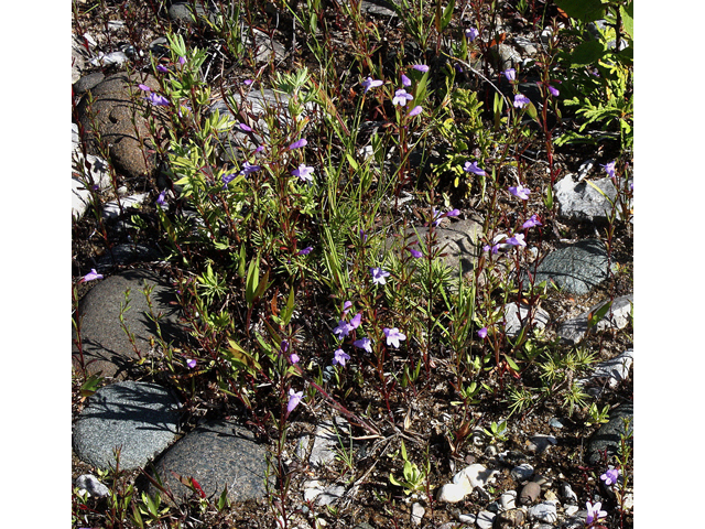 Clinopodium arkansanum (Limestone calamint) #31776