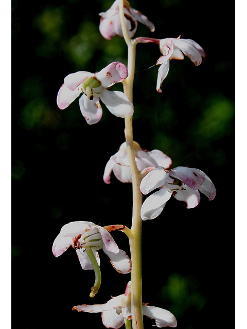 Pyrola asarifolia (Liverleaf wintergreen) #31778