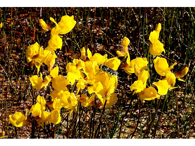 Utricularia cornuta (Horned bladderwort) #31782