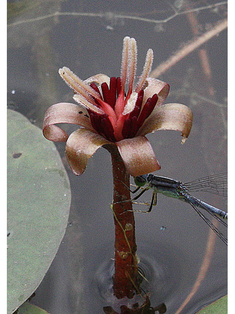 Brasenia schreberi (Watershield) #31789