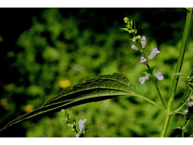 Scutellaria lateriflora (Blue skullcap) #31794