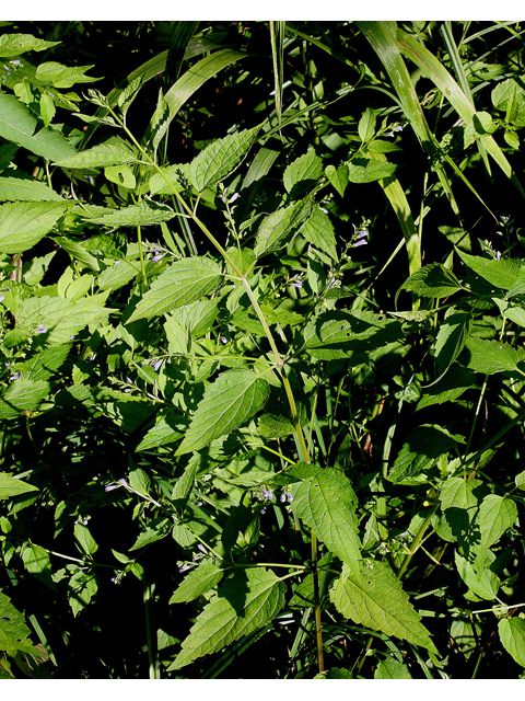 Scutellaria lateriflora (Blue skullcap) #31795